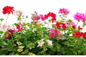 immagine fiori